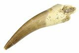 Fossil Plesiosaur (Zarafasaura) Tooth - Morocco #297917-1